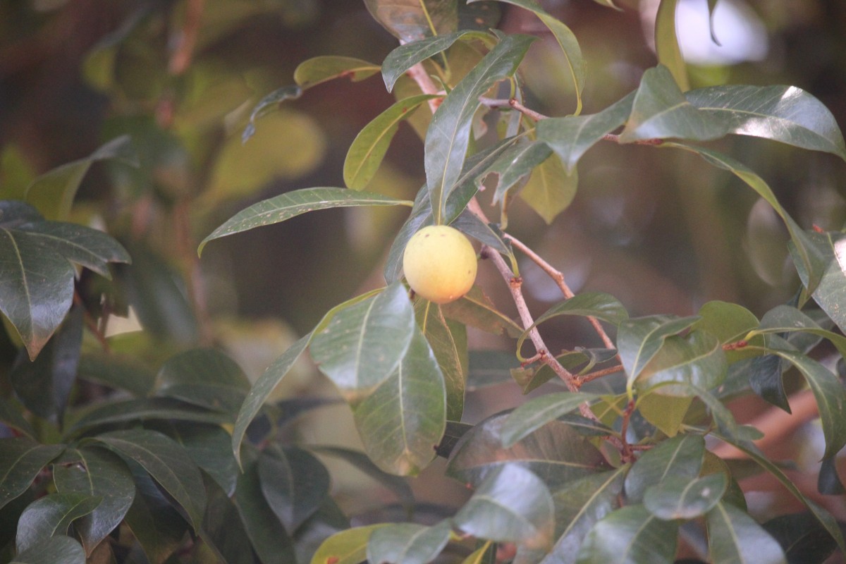 Xantolis tomentosa (Roxb.) Raf.